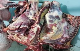 معدوم نمودن ۱۴۰۰ کیلو گوشت در کشتارگاه آباده