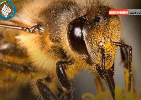 رهاسازی ۳۲هزار زنبور براکون در مزارع خسروشیرین